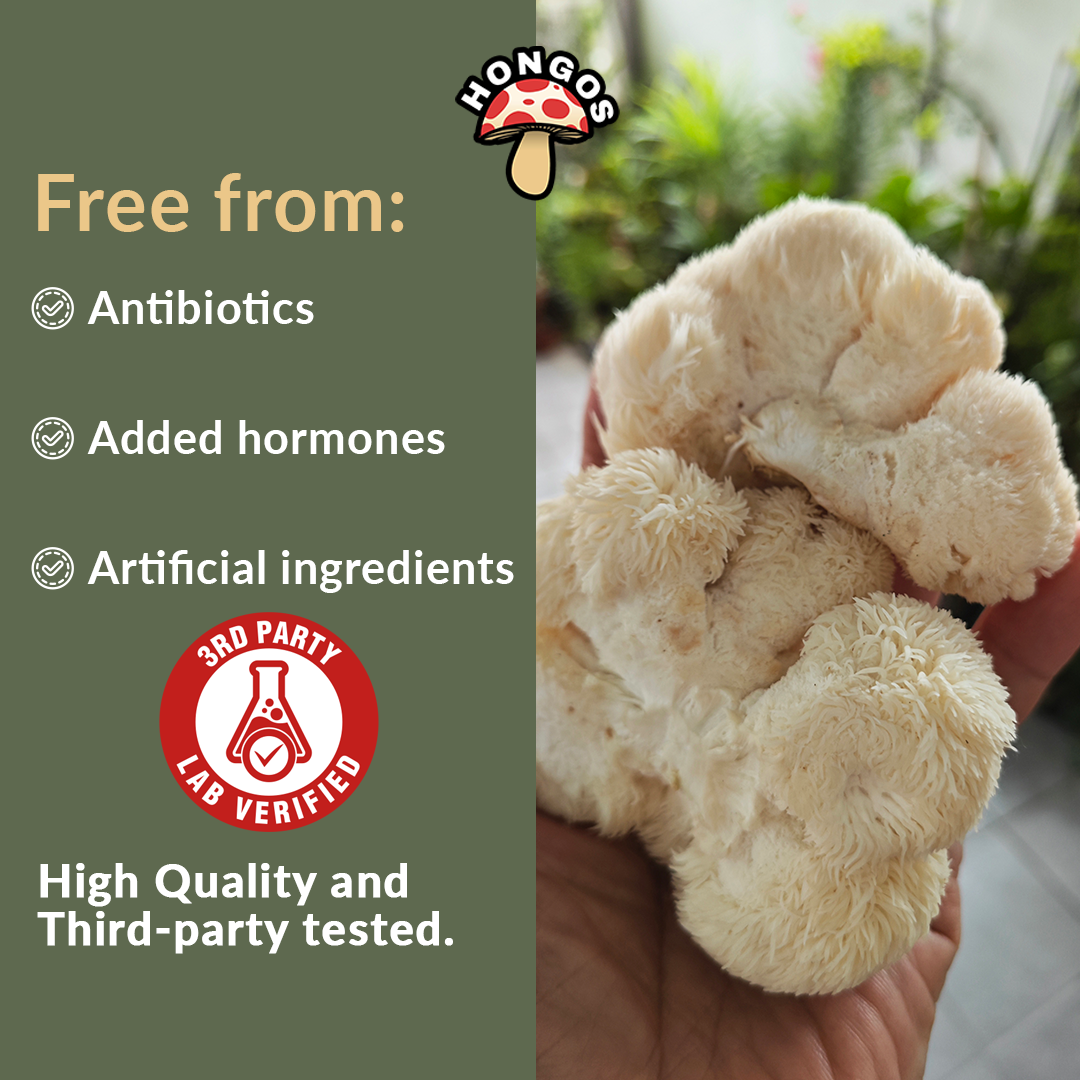 Organic LIon's Mane Mushroom Extract Powder
